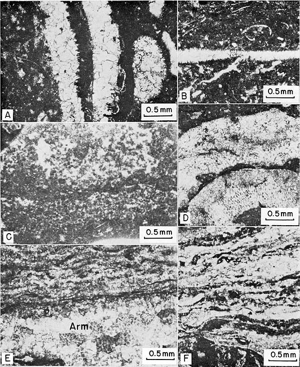 Six black and white photomicrographs of thin sections.