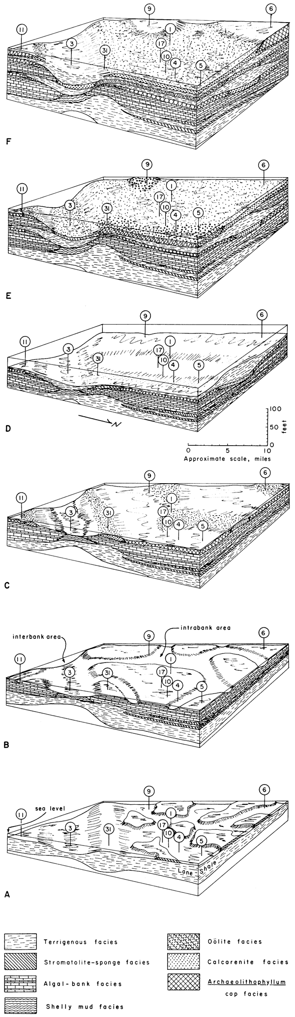 Six block diagrams showing development of facies in the Wyandotte.