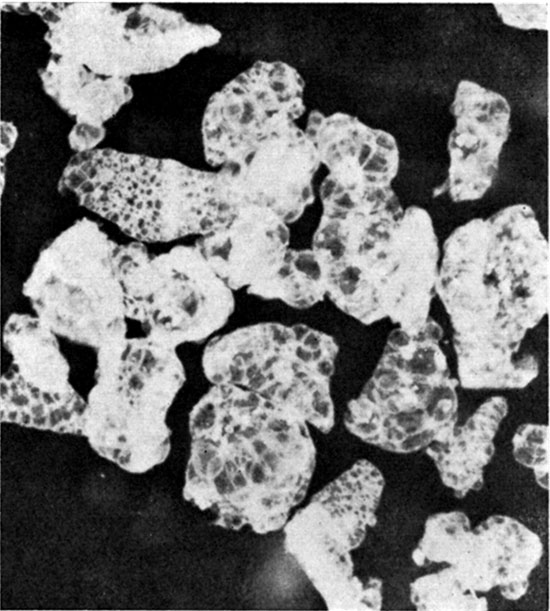Black and white photo of cellulated structure in expanded Calvert volcanic ash, X35.