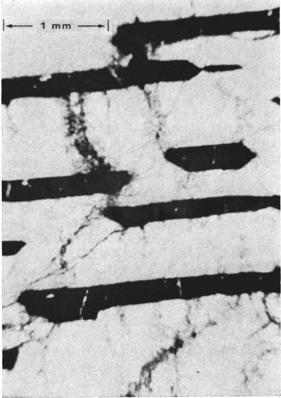 Black and white photomicrograph.