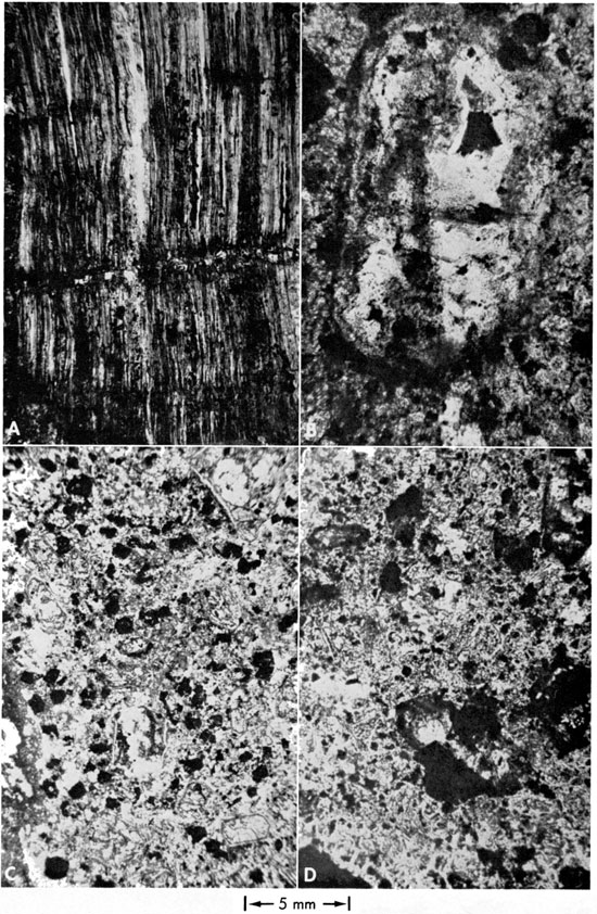 Four photomicrographs.