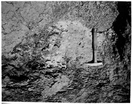 Black and white photo of hexahydrite on the surface of Carlile Shale.