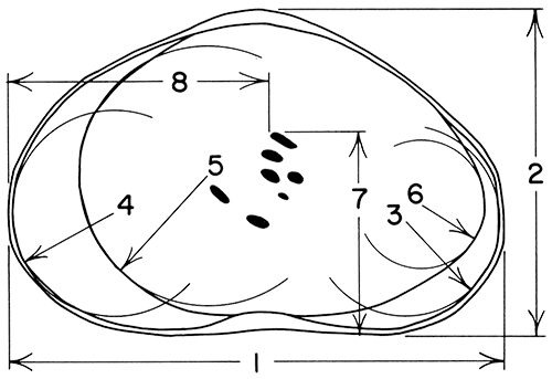 Right valve of Cypridopsis vidua showing the eight characters measured.