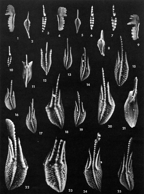 Black and white images of conodonts