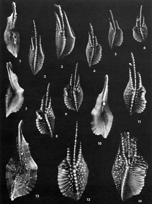 Black and white images of conodonts