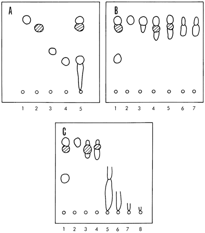 Three diagrams showing thin-layer chromatograms.