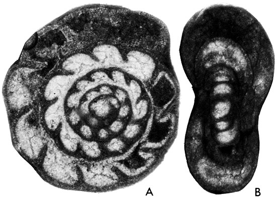 black and white photos of fossils