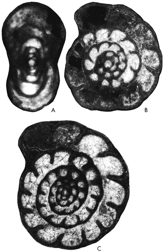 black and white photos of fossils