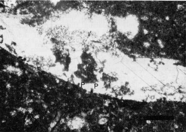 Black and white photo of phylloid algae.