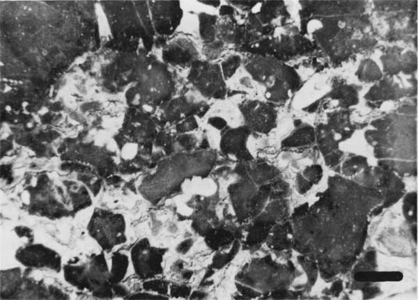 Black and white photo of biomicrite.
