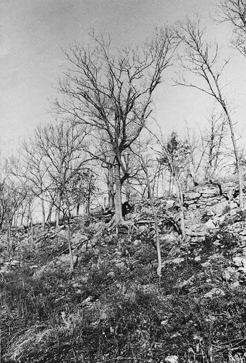 Steep hillside with many rocks; trees growing out of and on top of hill; many roots showing.