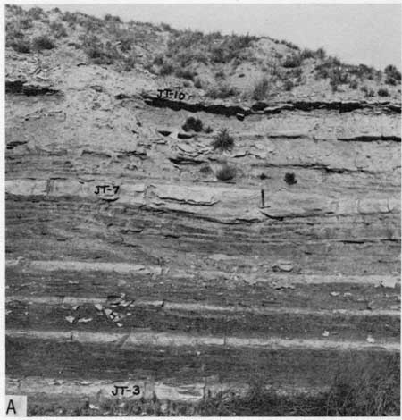 Black and white photo of Bridge Creek member, vertical outcrop with beds marked.