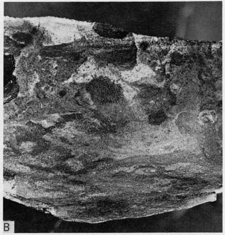 Black and white photo, closeup of burrow-mottled chalky limestone from marker bed JT-3.