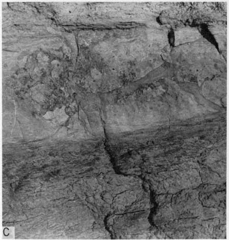 Black and white photo, burrow-mottled chalky limestone outcrop, Bridge Creek member.