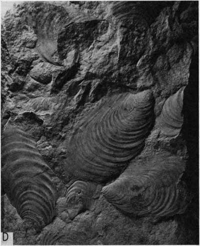 Black and white photo of Inoceramus (Mytiloides) labiatus, Jetmore Member, hard beds exposure.