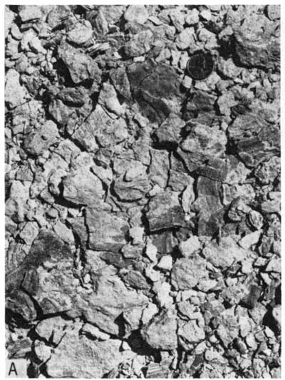 Black and white photo, closeup of weathered shaly chalk surface.