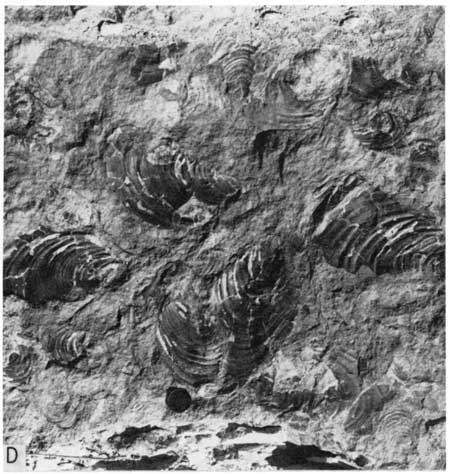 Black and white photo of Shellrock limestone showing Inoceramus (Mytiloides) labiatus.