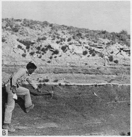 Black and white photo of Bridge Creek Member at outcrop, researcher for scale.