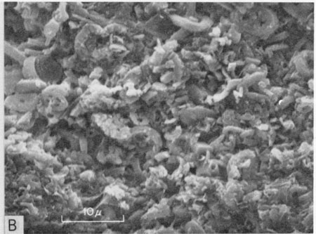 Scanning electron micrograph of shaly chalk from lower part of Hartland Member.