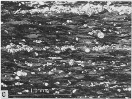 Photomicrograph, upper part of Lincoln Member.