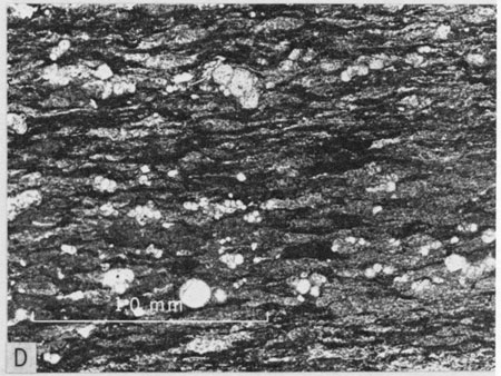 Photomicrograph, middle part of Lincoln Member.