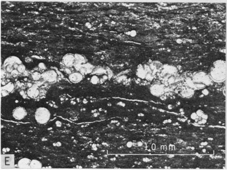 Photomicrograph, upper half of Bridge Creek Member.