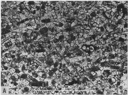 Photomicrograph, middle part of Lincoln Member.