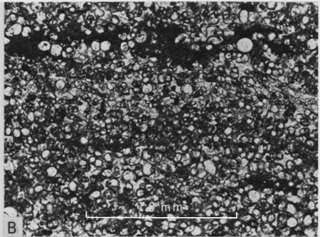 Photomicrograph, middle part of Lincoln Member.