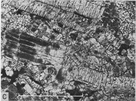 Photomicrograph, upper part of Lincoln Member.