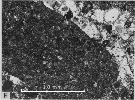 Photomicrograph, lower part of Lincoln Member.