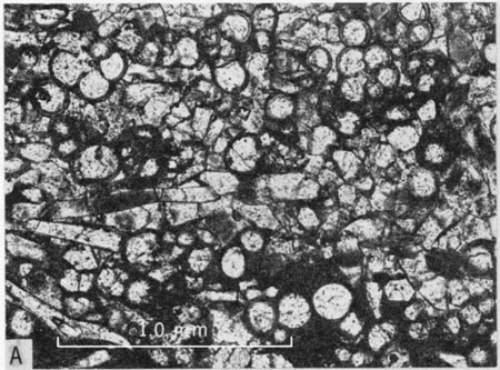 Photomicrograph, upper part of Hartland Member.