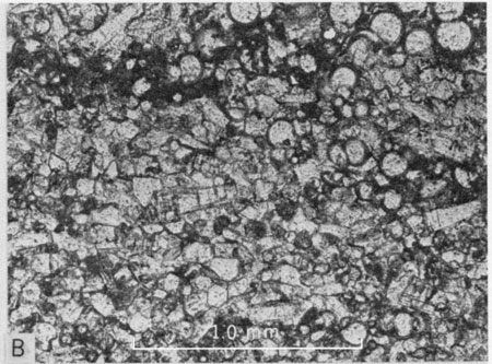 Photomicrograph, lower part of Pfeifer Member.