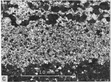 Photomicrograph, thin flat chalky limestone bed of Pfeifer Member.