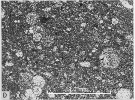 Photomicrograph, lower part of Jetmore Member.