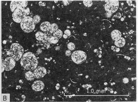 Photomicrograph, upper part of Hartland Member.