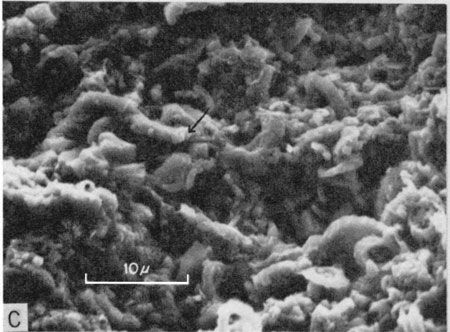 Scanning electron micrograph, upper part of Hartland Member.