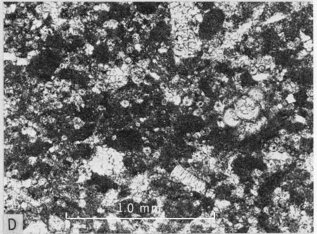 Photomicrograph, lower part of Pfeifer Member.