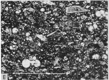 Photomicrograph, lower part of Jetmore Member.