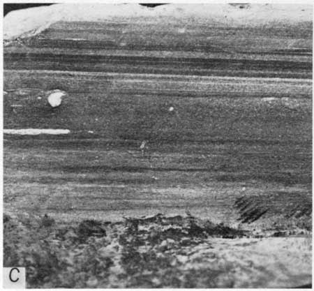 Black and white photo of specimen of thinly laminated shaly chalk, Lincoln Member.