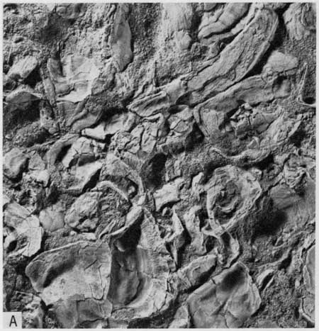 Black and white photo, closeup of coquinoidal limestone, Lincoln Member.