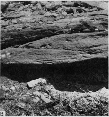 Black and white photo, closeup of conglomeratic skeletal limestone, Lincoln Member.