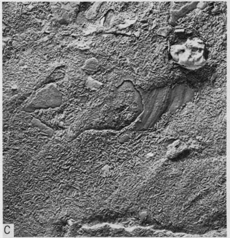 Black and white photo, closeup of skeletal limestone, Lincoln Member.