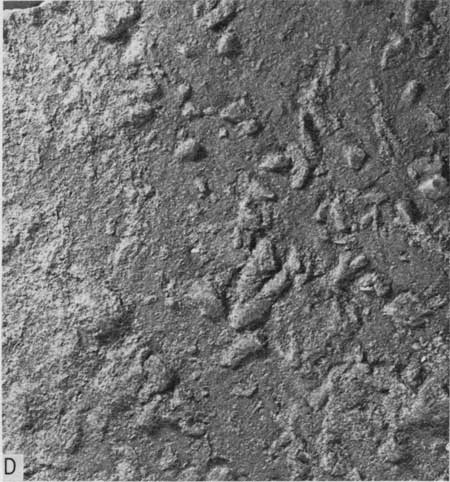 Black and white photo, closeup of skeletal limestone, Lincoln Member.