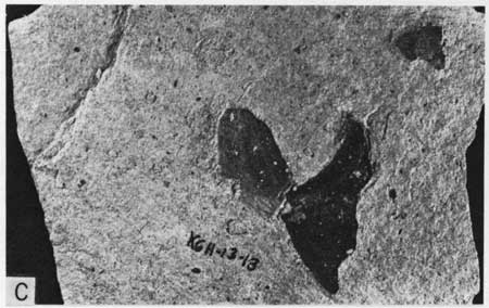 Black and white photo, closeup of Hartland Member with Inoceramus fragments.