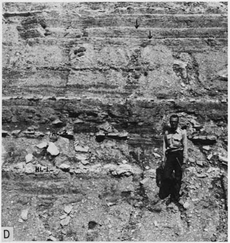 Black and white photo of lower part of Hartland Member in outcrop, researcher for scale.
