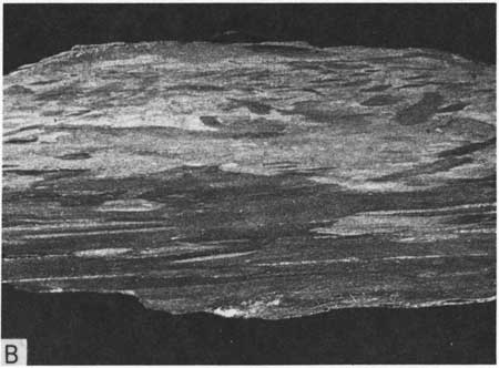 Black and white photo, closeup of chalky limestone of Bridge Creek Member.