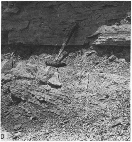 Black and white photo of Hartland Member marker bed, rock hammer for scale.