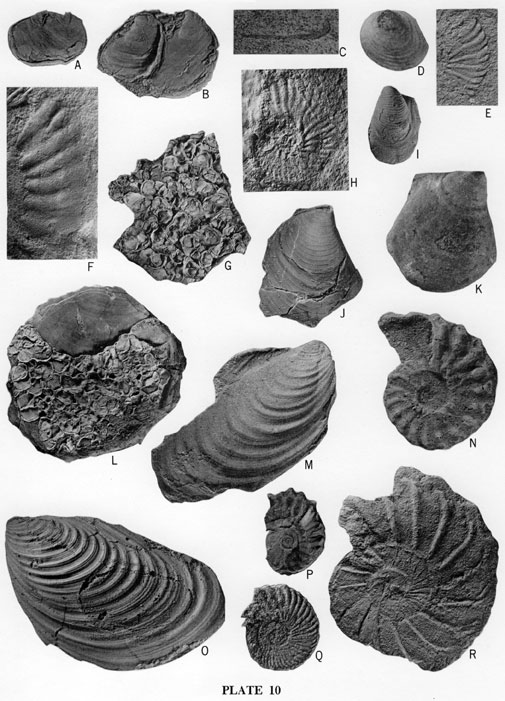 Fossil images, ammonites and bivalves from the Pfeifer Member.