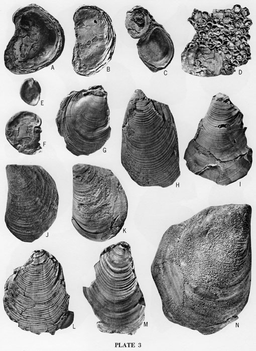 Fossil images, bivalves from the Lincoln Member.