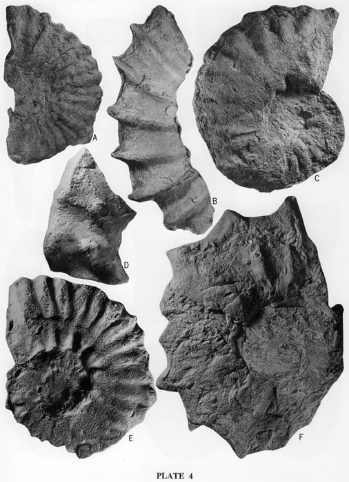 Fossil images, ammonites from the Lincoln Member.